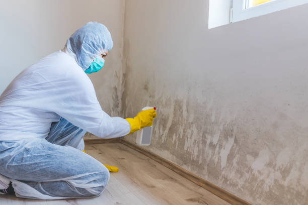 Licensed Mold Testing service in Middleville, MI - WQB Mold Removal